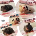 黒ハムちゃんの里親募集