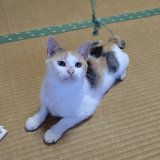 三毛猫　ルンルン