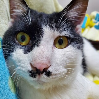 ゴロスリな男の子♡　チョビ髭の　チョビ♂