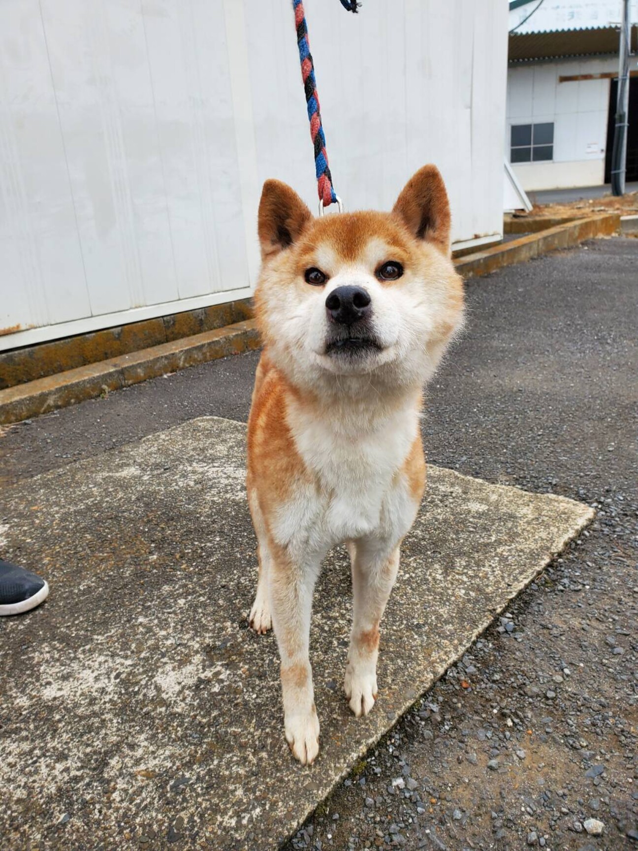 柴犬の小太郎 茨城県 犬の里親募集 3518 ペットのおうち 月間利用者150万人 柴犬の小太郎 茨城県 犬の里親募集 3518 ペットのおうち 月間利用者150万人