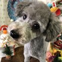 プードルコテツ君４歳