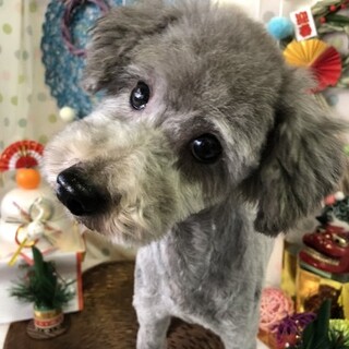 プードルコテツ君４歳