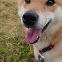 柴犬カノンちゃん