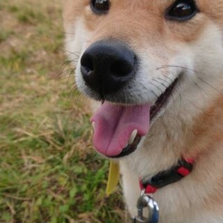 柴犬カノンちゃん