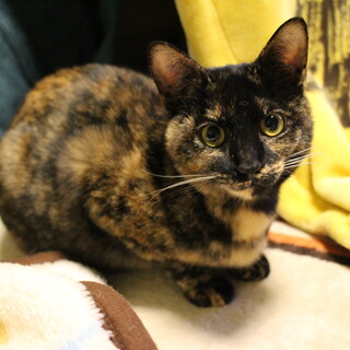 甘えん坊のサビ子ちゃん