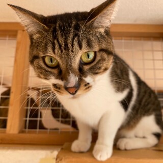 お鼻が可愛い☆ももたろうくん