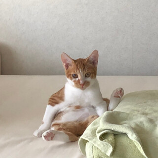 人懐っこい☆レオくん