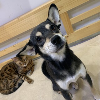 【小平市】募集一時停止！！雑種のトゥクちゃん