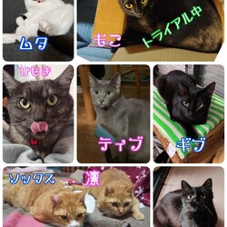 保護猫の譲渡会in名張 サムネイル2