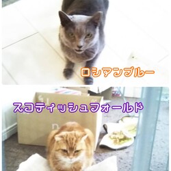 保護猫の譲渡会in名張 サムネイル3