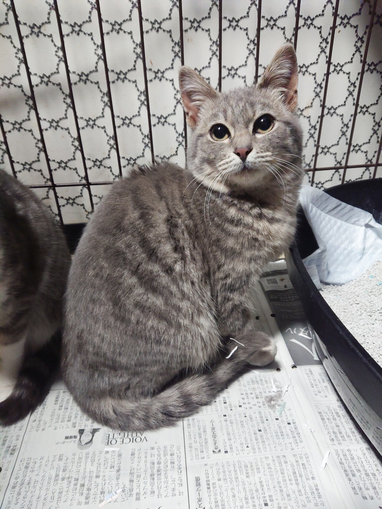 丸くて可愛いサバトラ2 長崎県 猫の里親募集 ペットのおうち 月間利用者150万人