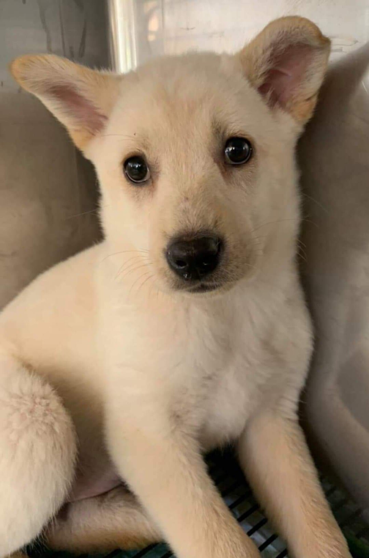 未だ小さい可愛い子です 東京都 犬の里親募集 ペットのおうち 月間利用者150万人