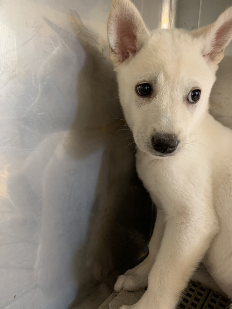 未だ小さい可愛い子です 東京都 犬の里親募集 ペットのおうち 月間利用者150万人