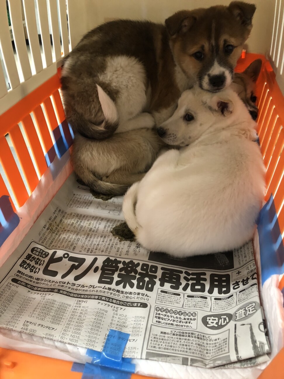 未だ小さい可愛い子です 東京都 犬の里親募集 ペットのおうち 月間利用者150万人