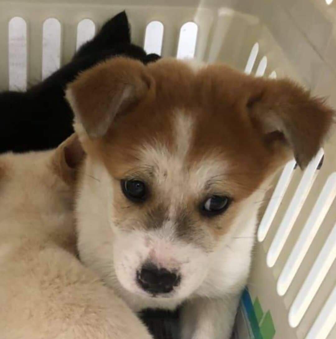 未だ小さい可愛い子です 東京都 犬の里親募集 ペットのおうち 月間利用者150万人