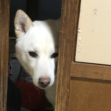 いたずらしたけど、遊んで欲しいって気持ちが分かる