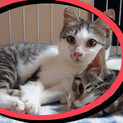 遊ぼう！甘えん坊の子猫「ふぅちゃん」