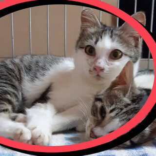 遊ぼう！甘えん坊の子猫「ふぅちゃん」