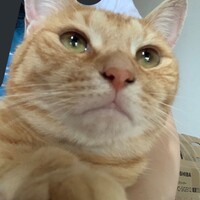 ルチル
