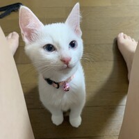 ビクトリア