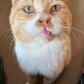 人慣れバッチリ甘えん坊なボスくん
