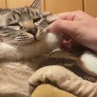 夜叉丸