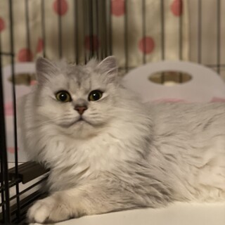 チンチラシルバーのイケメン！