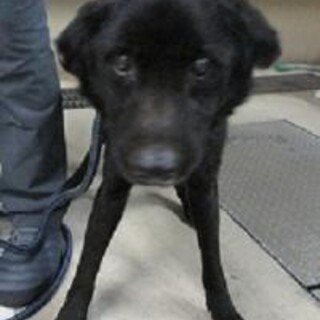 【助けてください】穏やかで人馴れしたおじいちゃん