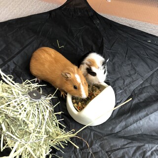 可愛いモルちゃん2匹です