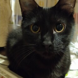 にゃんこ譲渡会 サムネイル2