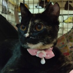 にゃんこ譲渡会 サムネイル3