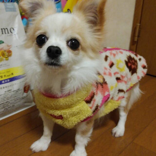 チワワツクシちゃん５歳