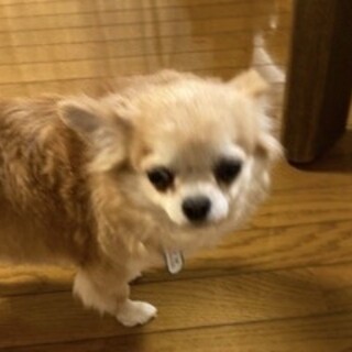 チワワエミちゃん