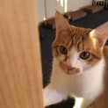 [急募！]甘えん坊尻尾が長い茶々丸くん