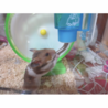 こばやしあや