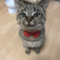 うた