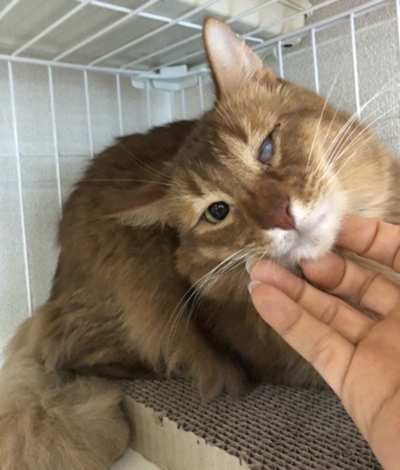 猫ソマリ種 ソルト君 ３歳 静岡県 猫の里親募集 ペットのおうち 月間利用者150万人