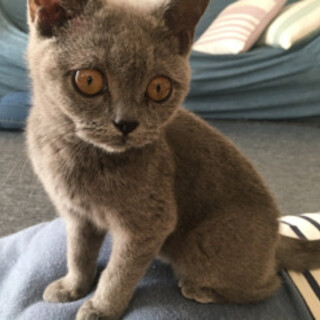 ブリティッシュ　オーガ君９ヶ月