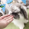 里親様決定いたしました！ありがとうございます サムネイル2
