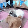 里親様決定いたしました！ありがとうございます サムネイル5