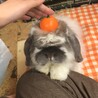 里親様決定いたしました！ありがとうございます サムネイル6