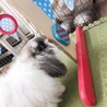 里親様決定いたしました！ありがとうございます サムネイル7