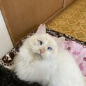 おとなしくてスリスリのレオン❣️
