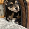 我が子になった日。おかあさんと兄弟たちと離れて、不安な顔。