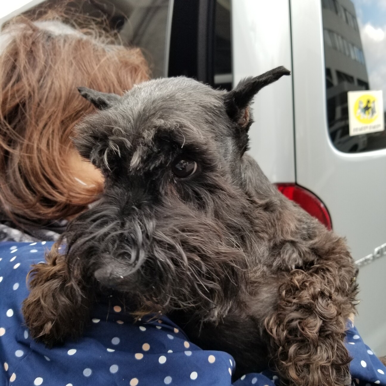 シュナウザー２個セット ペットフード Edin Network