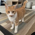 杉並区の雑貨屋さんで会えます。甘々ちくわ♀