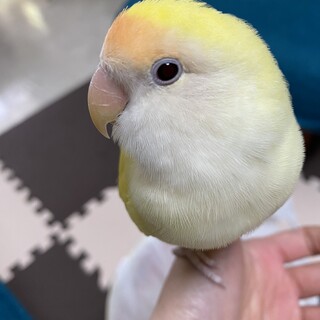 お喋り上手！元気いっぱいのコザクラインコ！