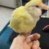 お喋り上手！元気いっぱいのコザクラインコ！ サムネイル2