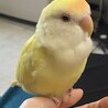 お喋り上手！元気いっぱいのコザクラインコ！ サムネイル3