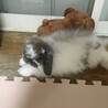 里親様決定いたしました！ありがとうございます サムネイル4